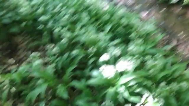 FORAGING WILD GARLIC (ALLIUM URSINUM) @ VALE ROYAL WOODS HARTFORD смотреть онлайн