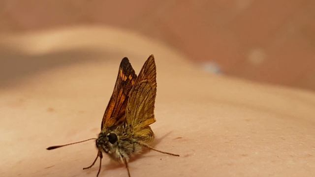 Бабочка на пузе смотреть онлайн