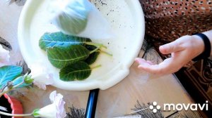 Размножение глоксиний листом, весь процесс.