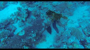 Sharm El Sheikh. SHARK YOLANDA REEF. Шарм. Рифы Окулий и Йоланда