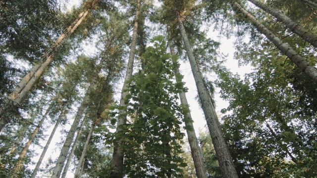 SAMMAMISH IS A GREAT PLACE TO LIVE смотреть онлайн