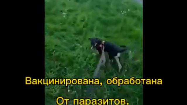 Бэтти в поисках дома
