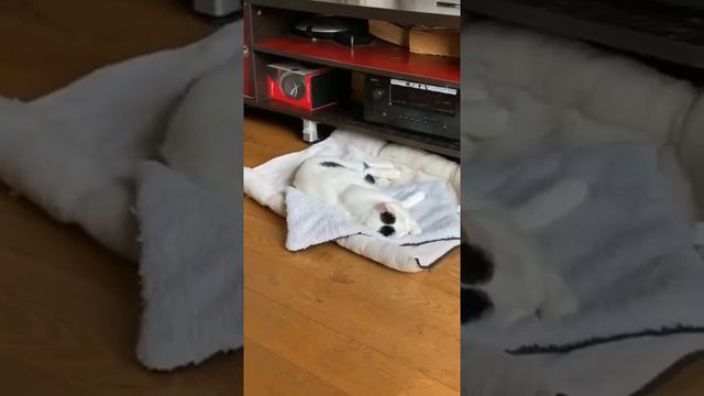 Кот во сне пробежал, упал и дальше спит. смотреть онлайн