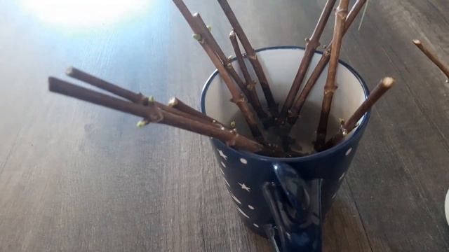 Черенкование гортензии в воде. смотреть онлайн