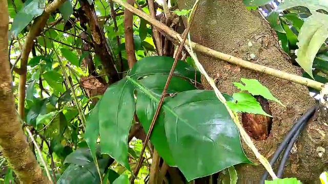 Plants Hunting Malayalam👩🔧|Zero Cost Plant Hunting Video|Alocasia |Monstera |Snake Plant смотреть онлайн