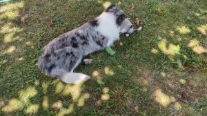 Бордер Колли: Марфа не хочет кормить щенков