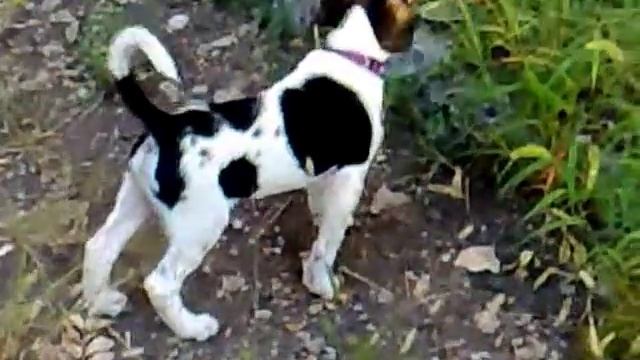 Русская пегая гончая-Бими (2) смотреть онлайн