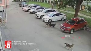 В Озерске бездомные собаки растерзали кошку прямо на глазах у детей