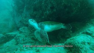Scuba Diving in Fujairah, UAE/ All you need to know!/Дайвинг в Фуджейре, ОАЭ/ Все что нужно знать!