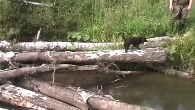 Охота на Урале.avi смотреть онлайн