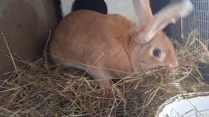 Крольчиха строит гнездо. 2.03.2022