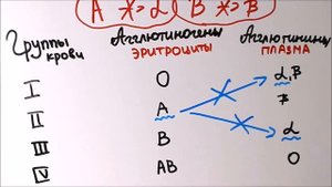 Группы Крови: в каких случаях они совместимы и процесс агглютинации под микроскопом