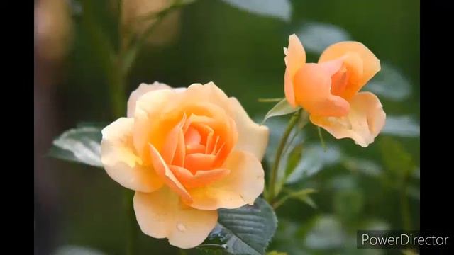 Нежность смотреть онлайн