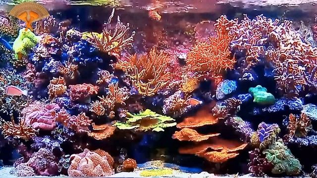 Грабли веерные Для любителей канала Грабли Live 01 09 2023 смотреть онлайн