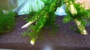 Креветки кровавая мэри