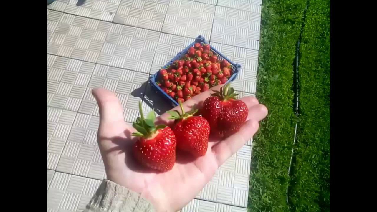 Реально крупная клубника ┃Выращивание клубники
