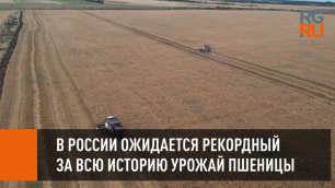 В России ожидается рекордный за всю историю урожай пшеницы