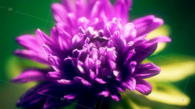 time lapse of blue violet aster flower opening its blossom, germination spring time process смотреть онлайн
