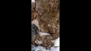 Мужики Разбудили Медведя