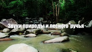 Звуки природы. Шум ручья в лесу