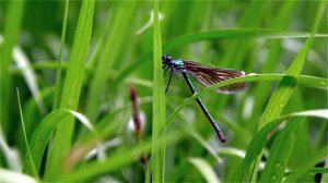 Nikon D800 sample video. 1080 30fps.