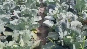 Капуста сорта Бронко оптом