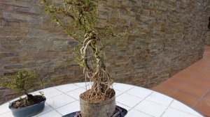 Бонсай в стиле Неагари (Neagari) Формируем открытые корни у Серисы(Serissa foetida). Neagari Style