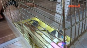 У МЕНЯ ДОМА СОНЯ ПОЛЧОК / I have a dormouse at home / Hazel Dormouse.