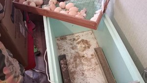 самый лучший инкубатор