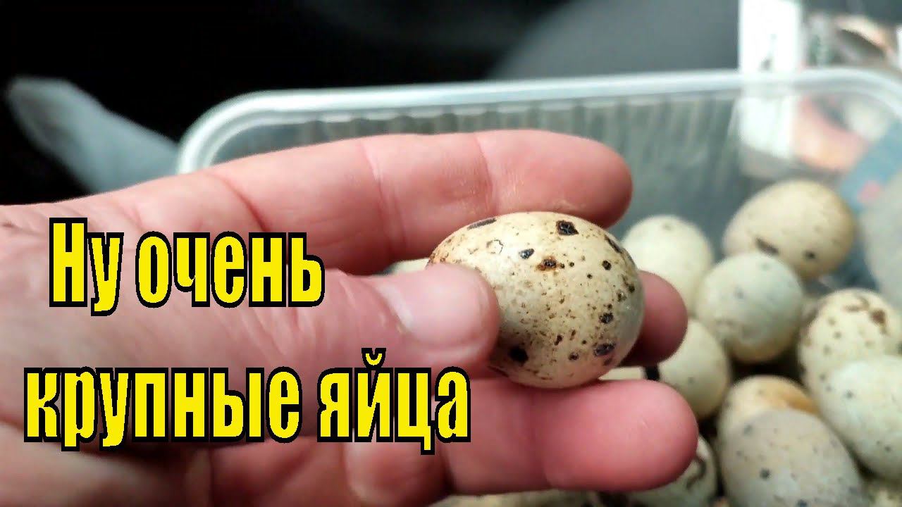 Не нормальный птицевод Инкубация бройлера в сентябре