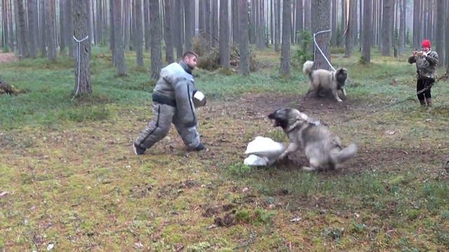 Занятия с Александром Беловым "Арес-Крым" Питомник Светлый Дом" Карелия октябрь 2018 смотреть онлайн
