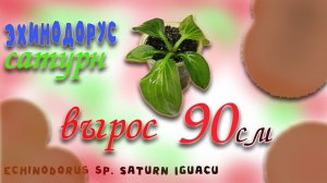 Эхинодорус сатурн  90См