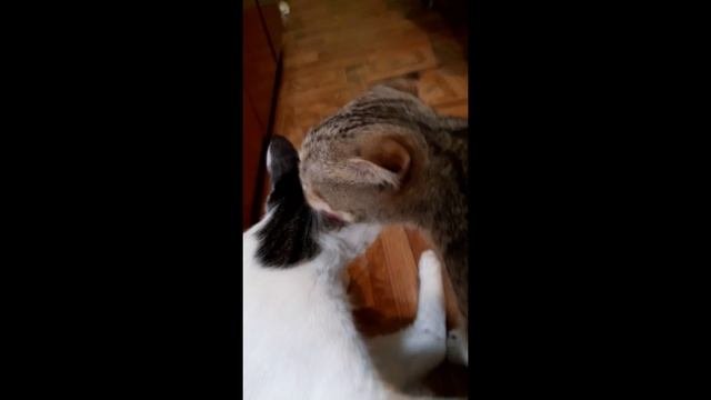 КошкаБетти