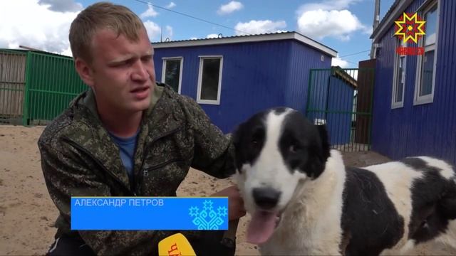 Пункт передержки бездомных животных в Чебоксарах нуждается в помощи смотреть онлайн
