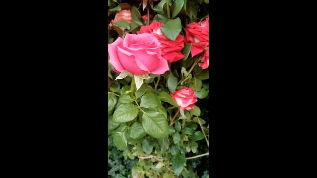 Пополняю розарий.mp4 смотреть онлайн