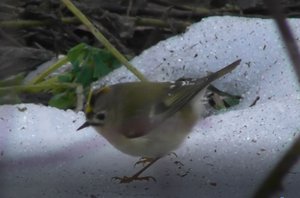 Желтоголовый Королёк, Regulus regulus, Птицы Новгородской области, прилет птиц весной, 26 марта 2023