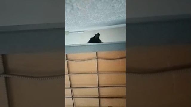 Наш любимый кот Бонифаций