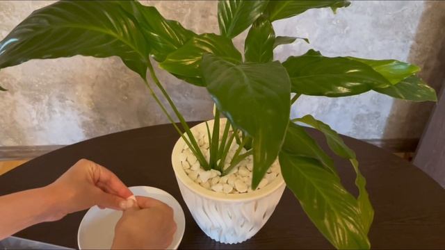 Быстрый способ придать листьям комнатных растений глянцевый блеск смотреть онлайн