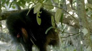 Шлемоносный казуар, животные Австралии, казуар