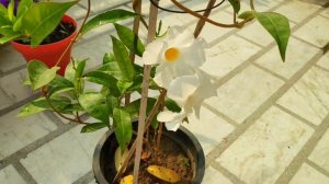 Care of Mandevilla vine plant, Mandevilla plant से ज्यादा फूल लेने का तरीका