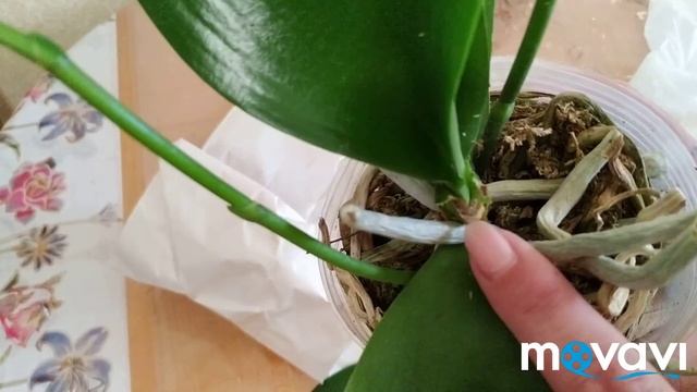 Новая чудесная орхидея Sogo Dio из группы ORCHIDS-ECLAT смотреть онлайн