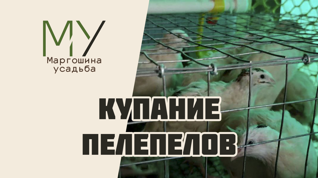Купание перепелов