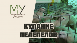 Купание перепелов