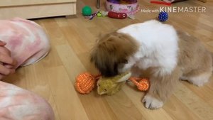 До и После первого груминга ши тцу/Преображение щенка