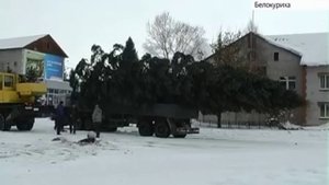 В Белокурихе установили главную городскую ель высотой с 5-этажный дом
