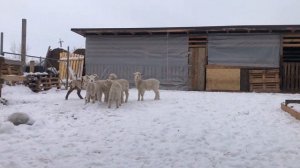 Бронируйте ягнят, баранчики кросс Дорпер и Меринос