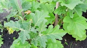 Баклажаны, где лучше, в теплице или в открытом грунте.