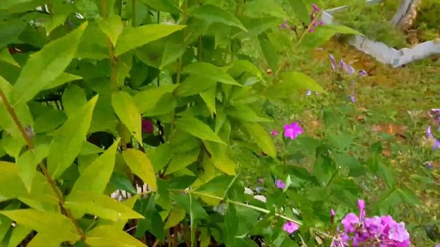 МОЙ САД В 2022 ГОДУ | ЛАНШАФТНЫЙ ДИЗАЙН МОЕГО УЧАСТКА смотреть онлайн