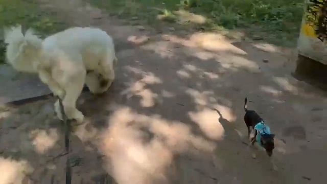 Собаки бывают большие, маленькие и средние.