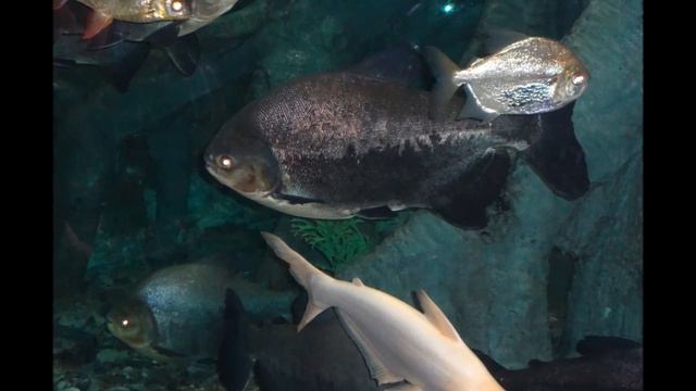 Океанариум.Сочи 2016 Конференция Орифлэйм смотреть онлайн